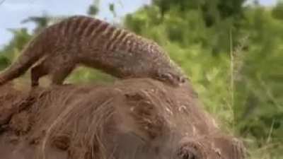 Huge warthog getting 