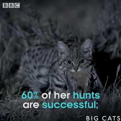 The black-footed cat is the deadliest wildcat in the world. Though they weigh only 2 - 6 pounds, they take down more prey in a single night than a leopard does in 6 months.