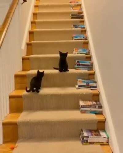 That's one smol step for cat, one giant leap for catkind...