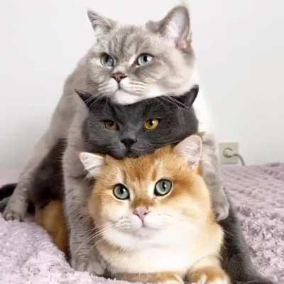 Cuddle stacking kitty’s