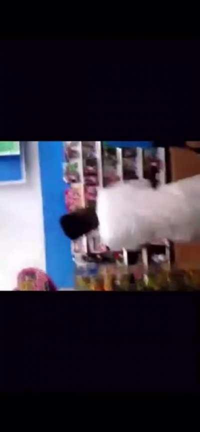 Yungeen gang n yungeen ace when he was a kid 😂😂