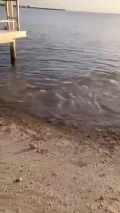 Oh, I didn't know they can do this!