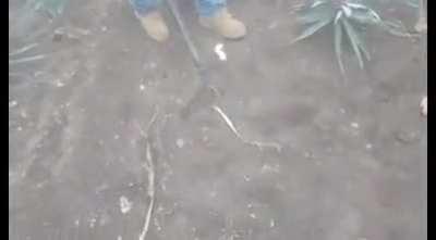 WCGW if I play with this dead rattlesnake