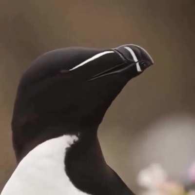You think you've seen everything.. I present you the RazorBill