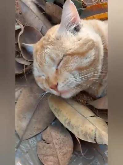 Should I fire him? Sound on🔊 for best effect please