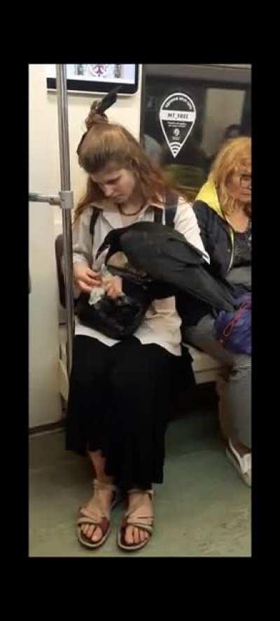 Lady and her pet crow on the metro in Moscow.