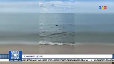 Boya Tembaga Di Teluk Bahang