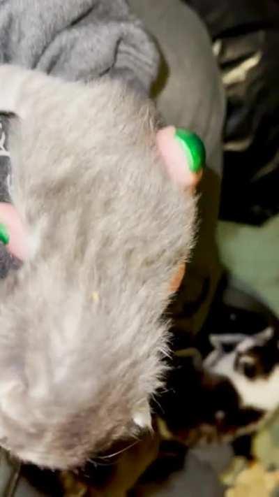 Day 12… containing criminals is getting harder. Send back-up! HAAAALLLLLLPPP!!!!!