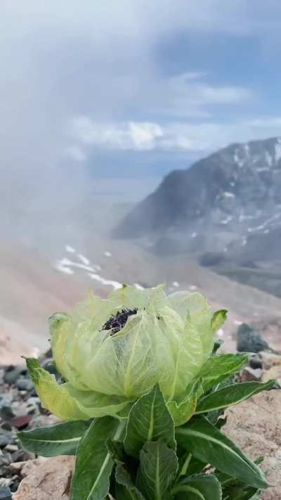 High above the snow line amid the vast Tianshan Mountains, at an altitude of 3,000–4,800 meters, the Xinjiang Tianshan snow lotus thrives in the extreme conditions of bitter cold, thin air and intense ultraviolet radiation