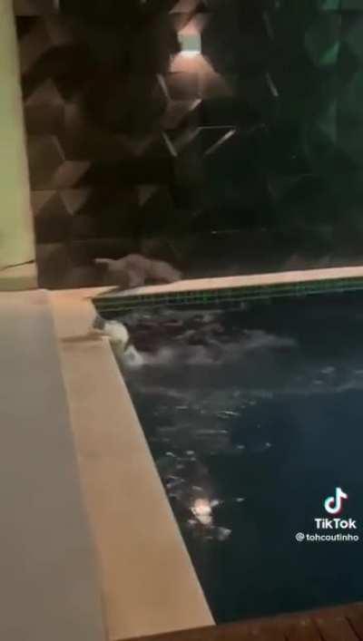 Sploosh Bonk - @tohcoutinho on tiktok