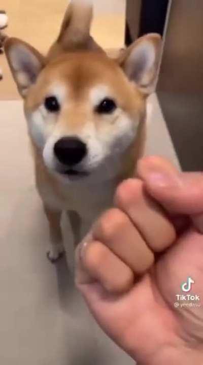 Blursed_Doge