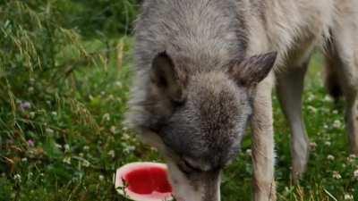 Shot I got this morning, cooling off with some watermelon