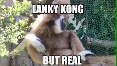 lanke kun reell???!!?