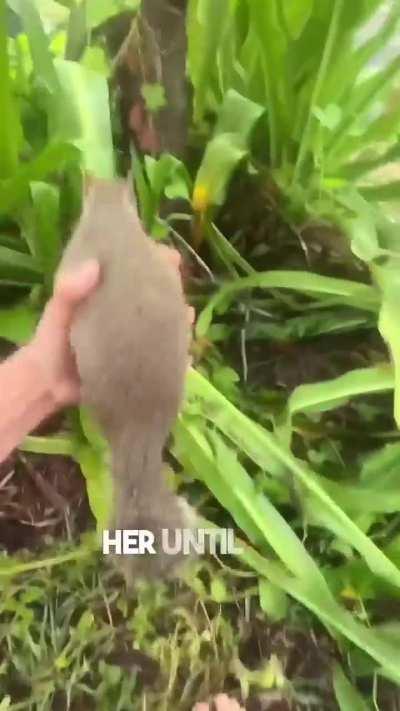 A little squirrel's invitation.