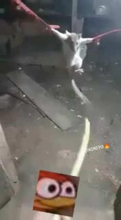 Pegaro o woods jogando lol em off