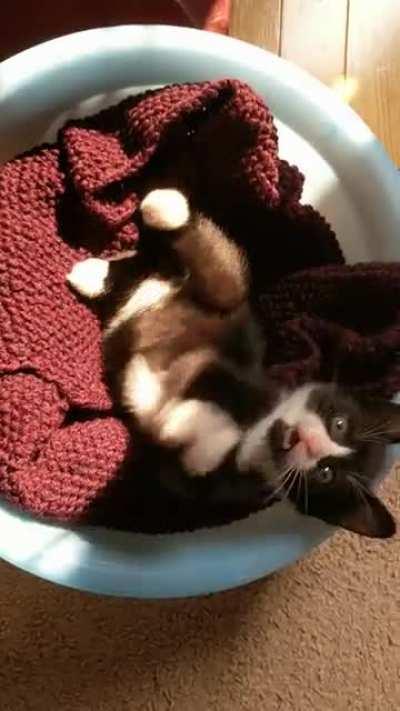 After being apprehended for being too smol, the criminal pleads his case.