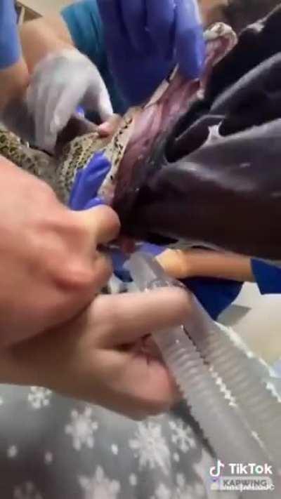 eat the blanket you dumb snake 😡😡😡😡😡