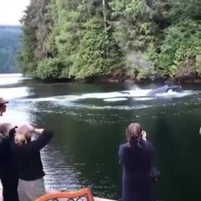 Whales in the garden.