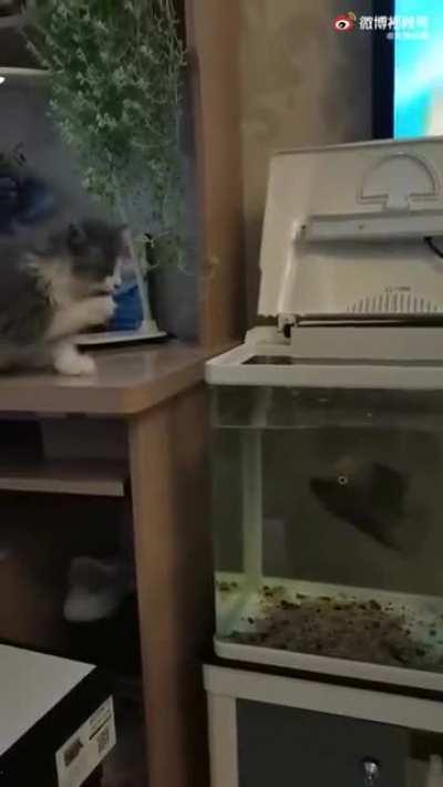 In Russia, fish eats cat