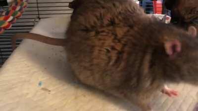 Street Rat with his paperwork