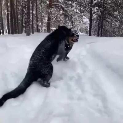 Rottweiler the only service dog certified to teach Black Panthers to be Panthers