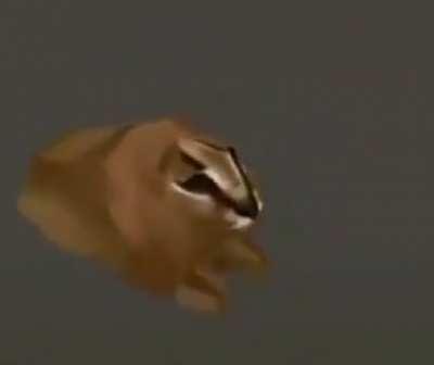 Flopping around the world