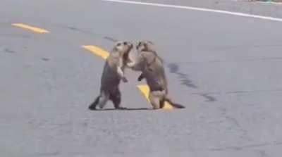Serious Street Fight