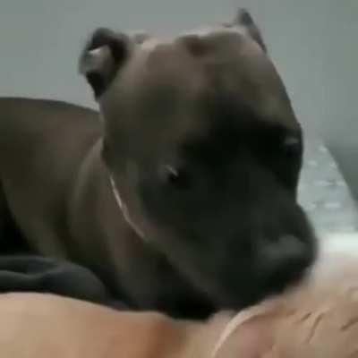 Dog dies inside after cat hits him in the face. (from r/instantregret)