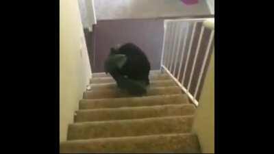 😀guy and netflix intro😀