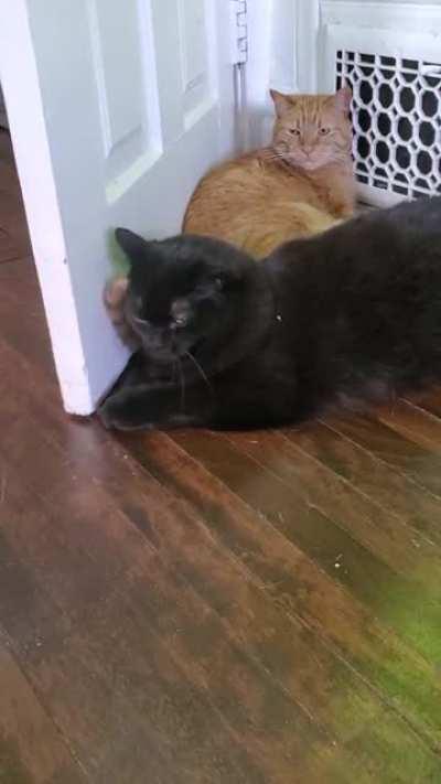 Quit flickin ur tail in my face :(