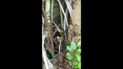 Snake trying to eat a frog @ Sungei Buloh Wetland Reserve this morning