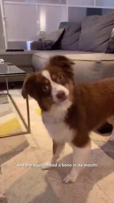 This woman used all her dog’s favourite words to tell her a story...