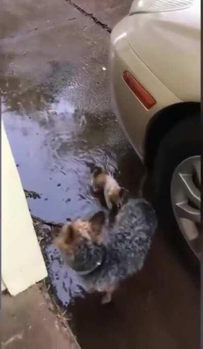 Dog helps a poor kitten