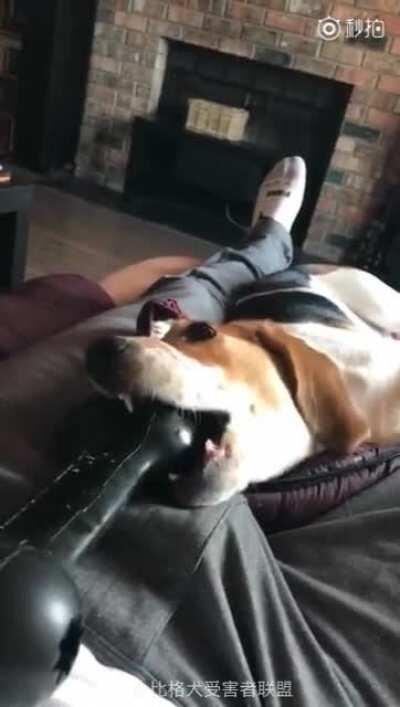WCGW if you let your dog bite toys on your crotch.