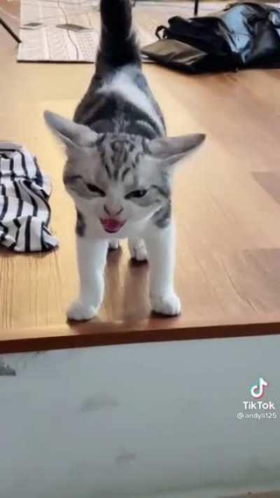 An impressive 6 second scream!