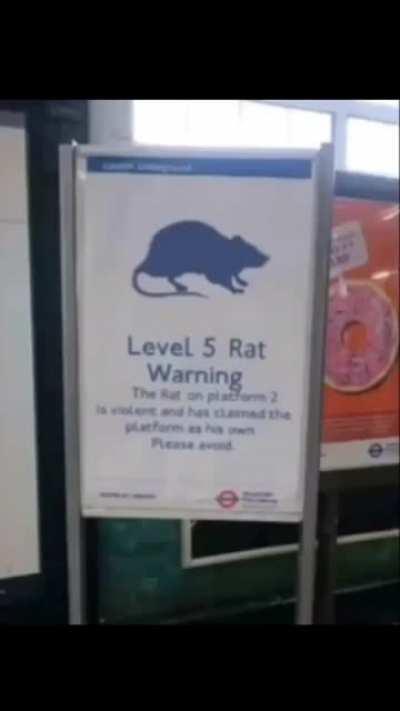 Lv 5 rat setting up defense's