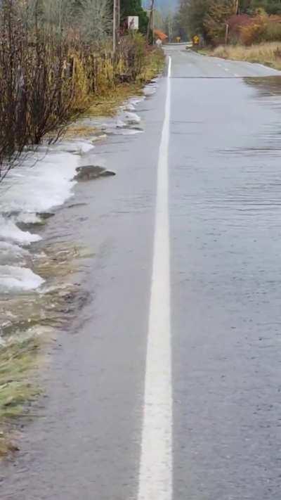 🔥 Salmon crossing a flooded road