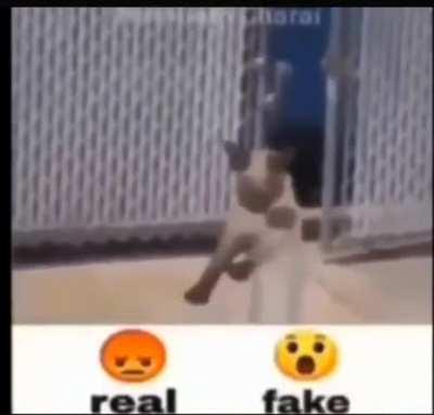 real or fake