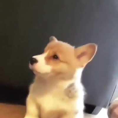 turns out corgi can do this like husky too