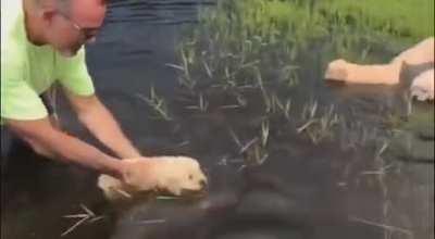Puppies learning how to swim for the first time...