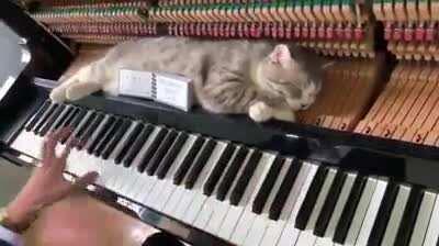 Cat lovers piano