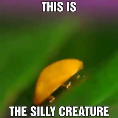 Not a weevil, but definitely gives off Weevil vibes