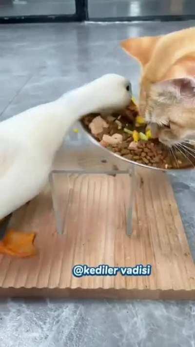 Had enough of my friend's personality [Unmute]