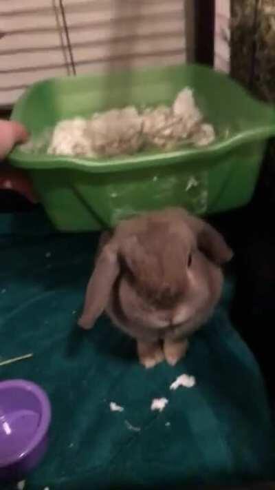 Got mad when I took her poopoo box out for cleaning but then wouldn’t let me put it back 🤦🏻‍♀️