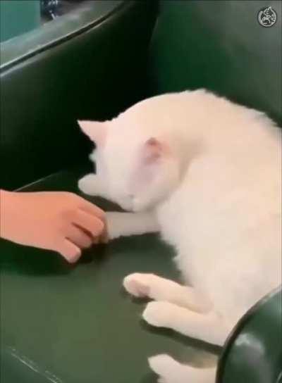 nOt fOr the FaiNt heArted. shamELesS HunTER BRUtALLY AMputaTES a RaRe whItE sNow LiOn.