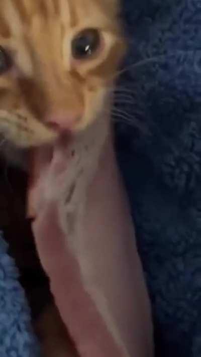 Когда сел на диету, но сцуко так всё вкусно...