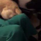 Guy dresses up as dog's favourite toy.