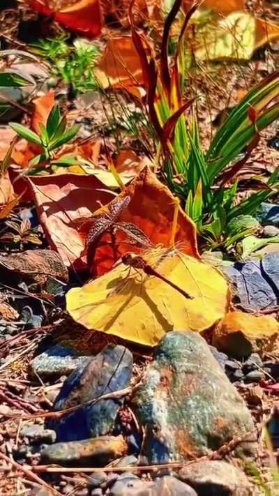 I can't believe it, but little Autumn Meadowhawk hearts still beating even after a couple of frosts(video) 🏞️🪷🌈🍁
