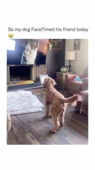 Well… how the world has changed...dogs are having zoom meetings