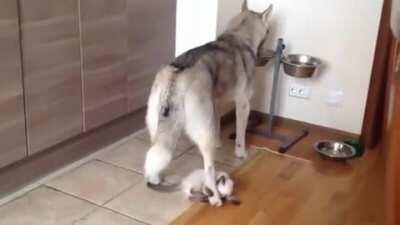 Drinking water was a lot easier before this kitten showed up